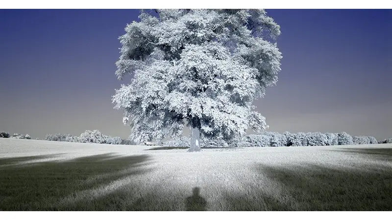 Alternative Techniques: Infrared Photography