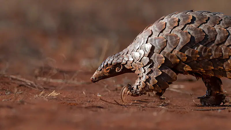 Answering The Call Of The Wild With Rodger Bowren