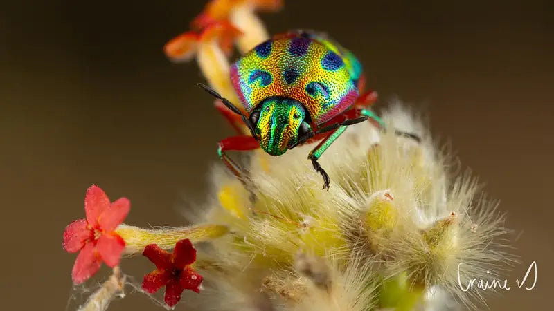 Exploring The Wonders Of The Small World With Eraine van Schalkwyk