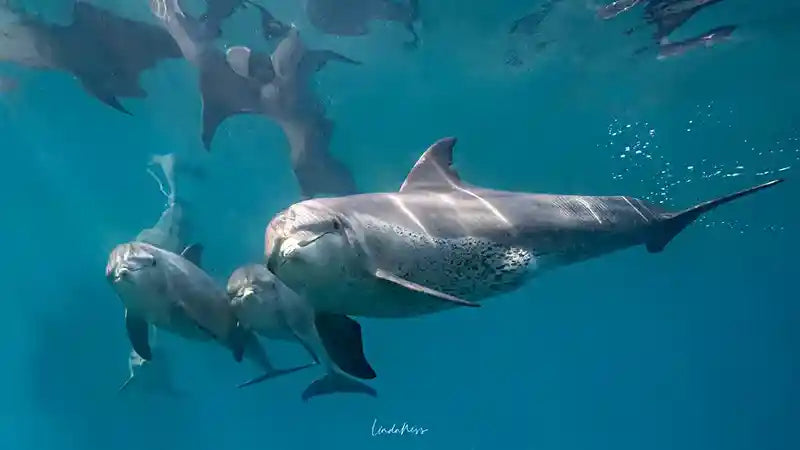 The South African Photographer of The Year is...Linda Ness