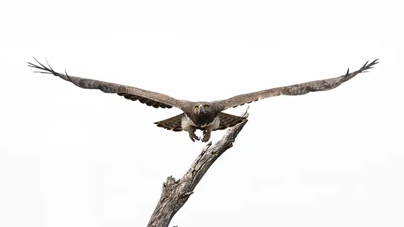 The Young SAPOTY Winner Jaime Freeman: A Rising Star in Photography