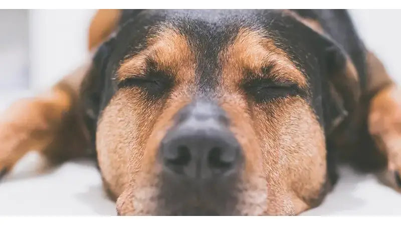 Top Tips For Pet Photography