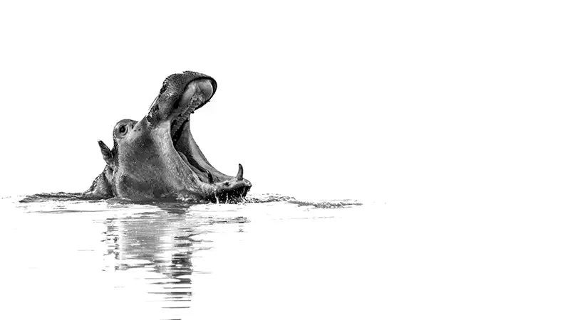 Venturing Into The Wild? Learn from Expert Wildlife Photographers