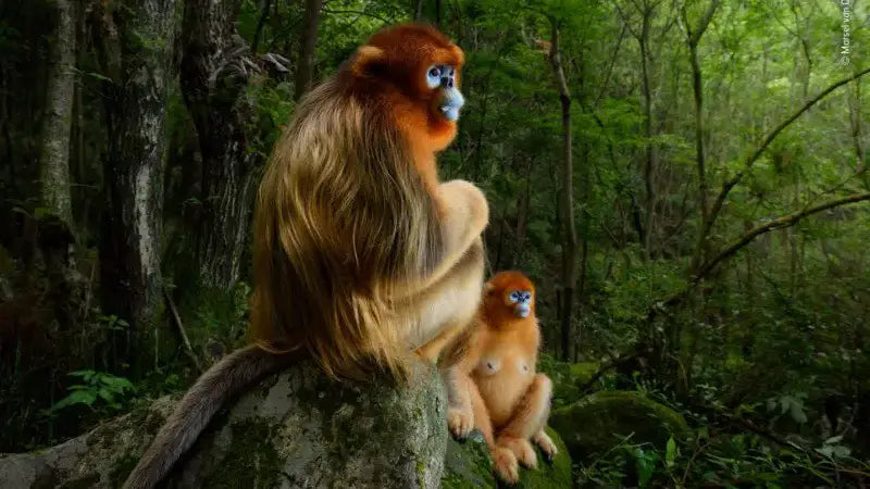 Winning Images from this year's 'Wildlife Photographer of the Year' Competition