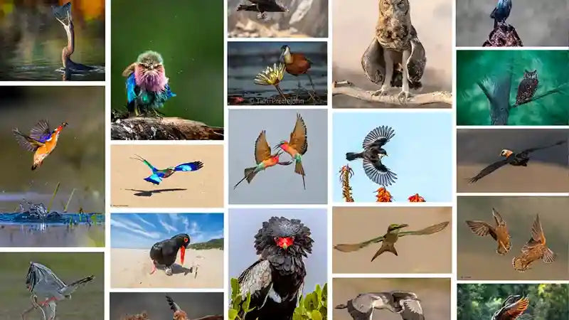 Your Best Birding Images: These Are Our Remarkable Winners