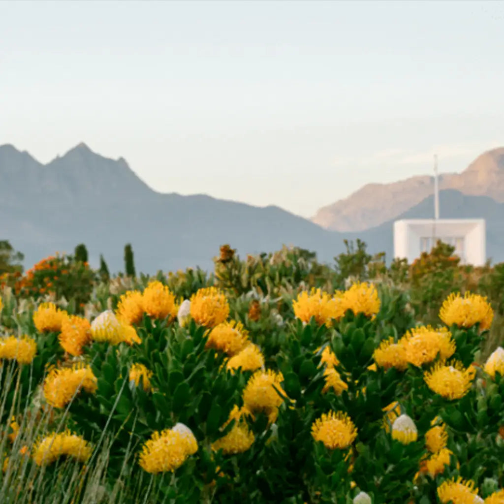 Orms x Fujifilm x Vergelegen Photowalk