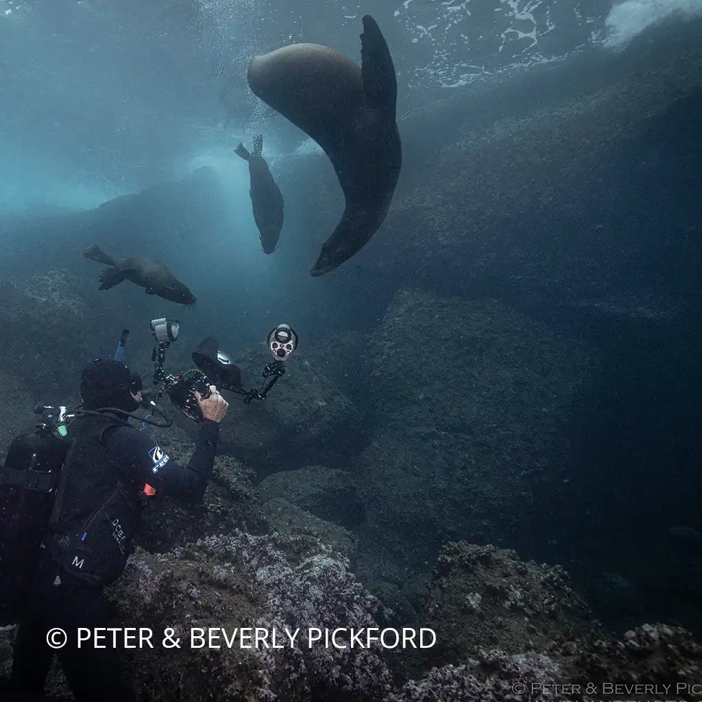 Wild Ocean Presentation