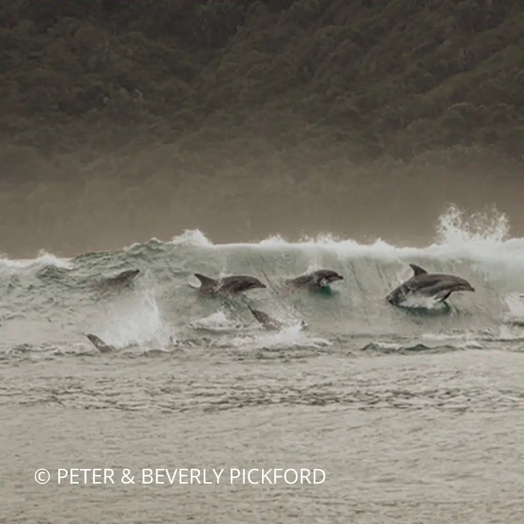 Wild Ocean Presentation