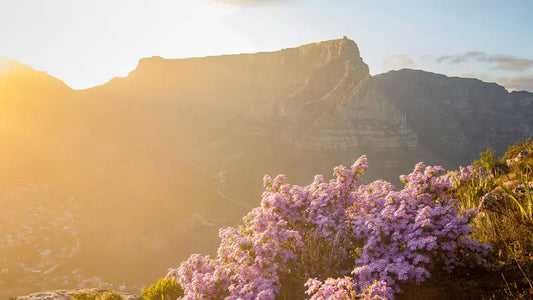 The Ultimate Festive Staycation Guide: How to Transform Your Home into a Summer-Ready Sanctuary