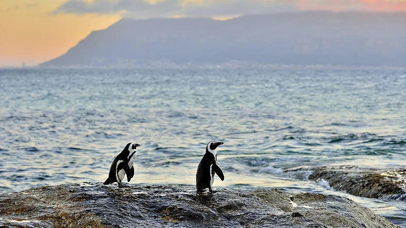 Summer By The Coast: Your Essential Ocean Guide For Festive Adventures Along The Cape Town Coast