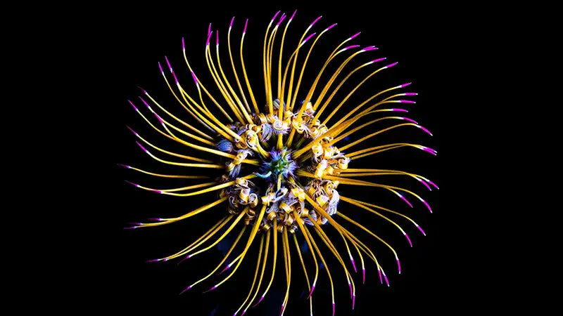Andrew Baxter's Macro Photography Taps Into The Magic of Nature