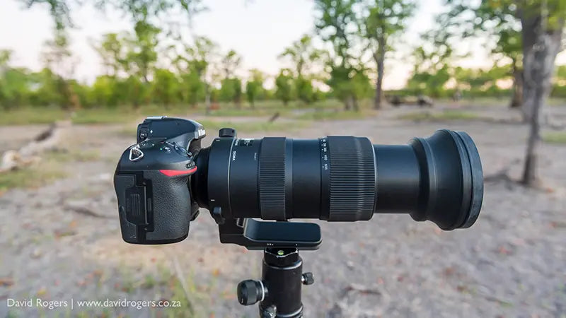 David Rogers Reviews The Sigma 60-600mm f/4.5-6.3 DG OS HSM Sports Len