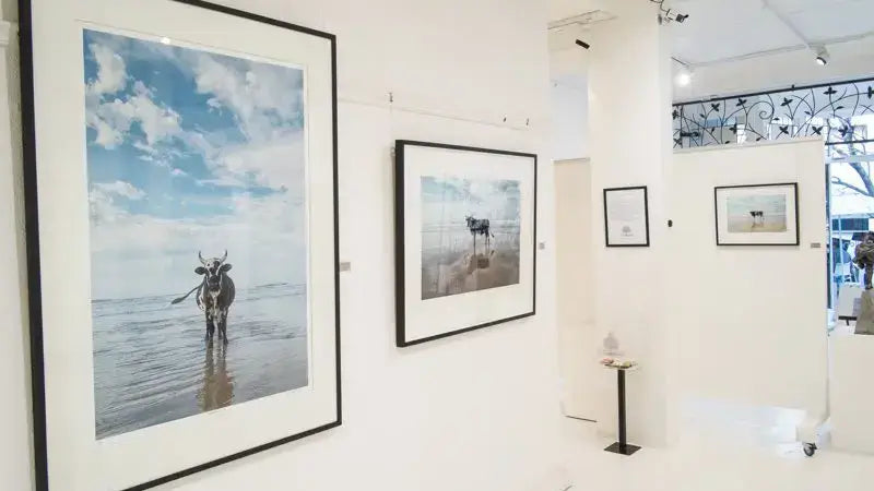 Exhibition: "Amapondo" by Christopher Rimmer