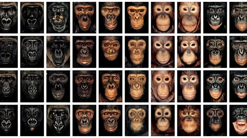 James & Other Apes By James Mollison