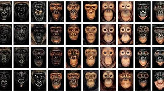 James & Other Apes By James Mollison