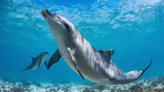 Into The Deep Blue Sea With Underwater Photographer Brooke Pyke