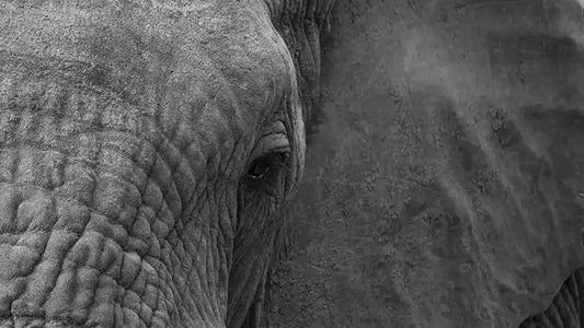 How Rifumo Mathebula Empowers His Community Through Wildlife Photography