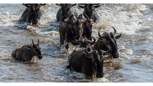 Shooting Mara River Wildebeest Crossings With The Nikon D810
