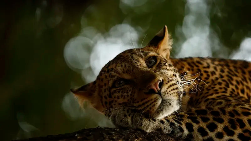 Skye Meaker On The Role of Photography In Nature Conservation