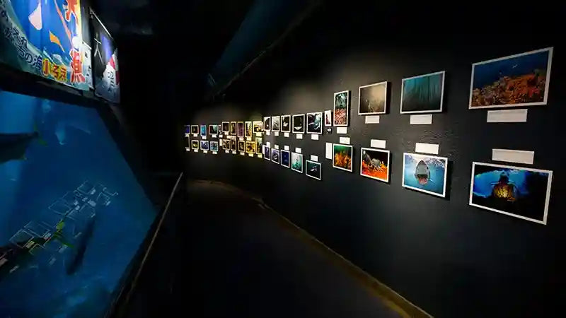 Underwater Photographic Exhibition at the Two Oceans Aquarium