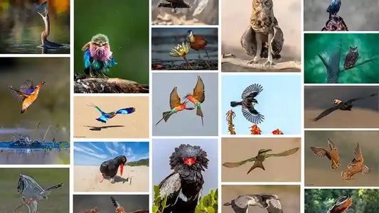 Your Best Birding Images: These Are Our Remarkable Winners