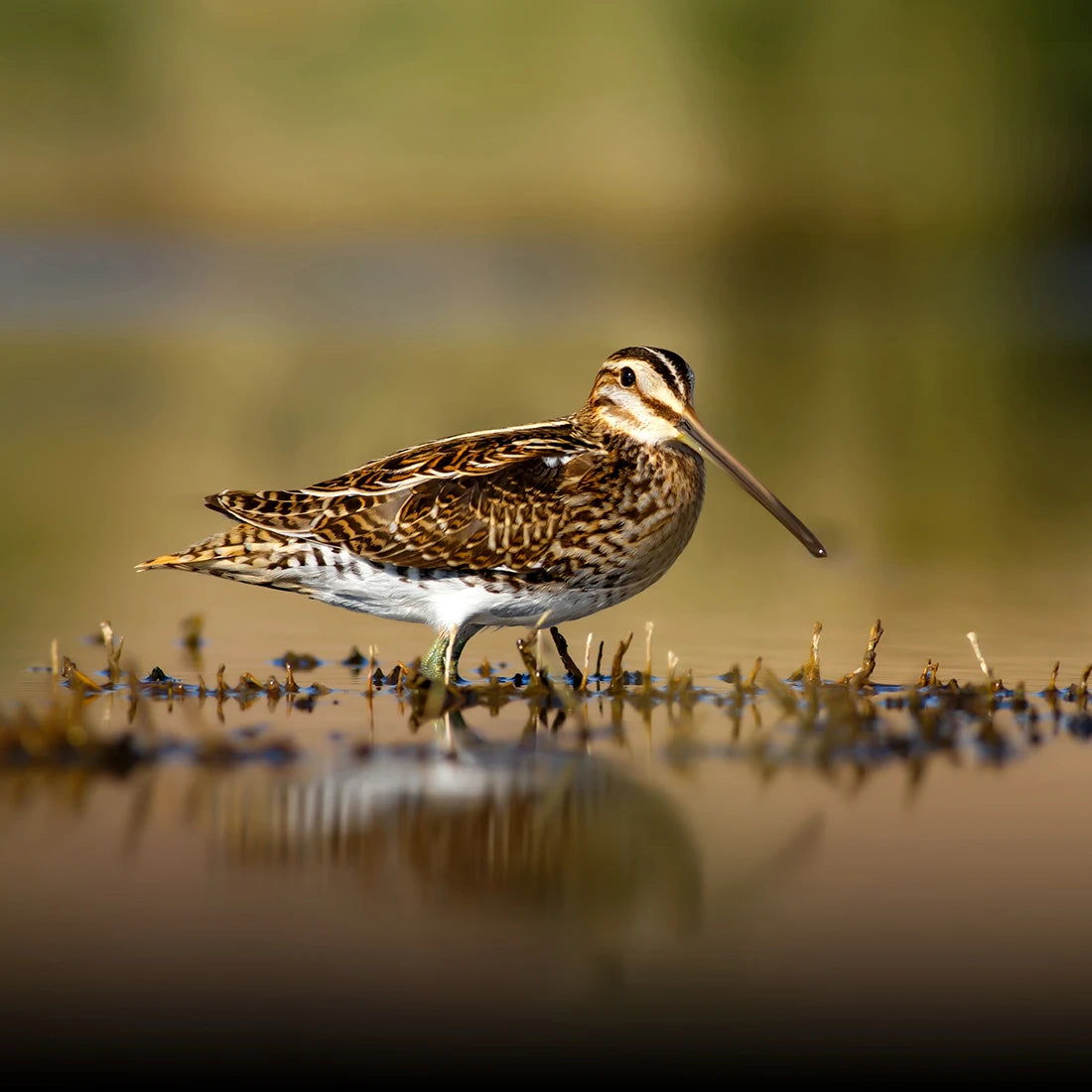 ORMS x Sony x Bïndo Birding Photowalk