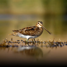 ORMS x Sony x Bïndo Birding Photowalk